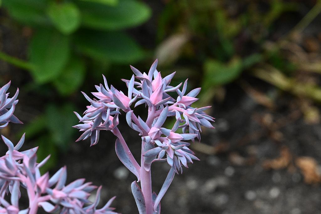 2025-08150135 Tower Hill Botanic Garden, MA.JPG - Echeveria (Echeveria runyonii 'Topsy Turvy'). New England Botanic Garden at Tower Hill, MA, 8-15-2025